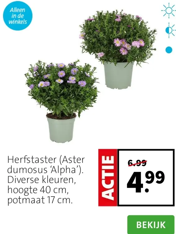 Aanbieding: Herfstaster