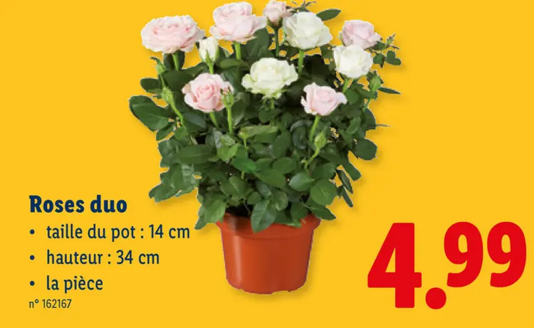 Offre: Roses duo