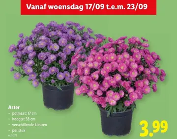 Aanbieding: Aster