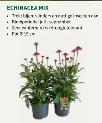 Promotie: Echinacea mix