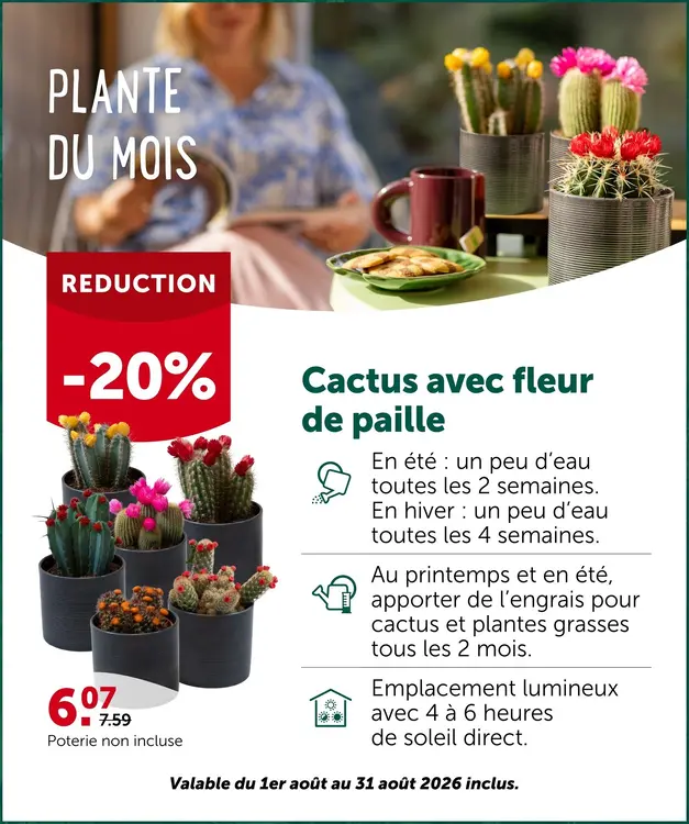 Offre: Cactus avec fleur de paille