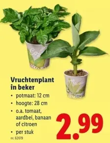 Promotie: Vruchtenplant in beker