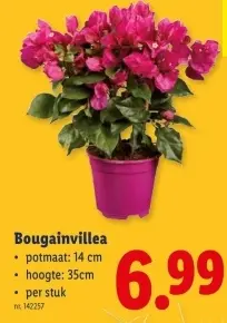 Promotie: Bougainvillea