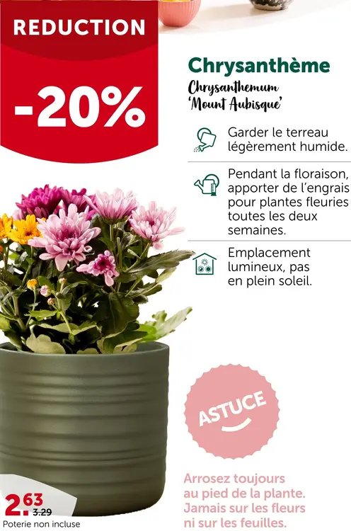 Offre: Chrysanthème