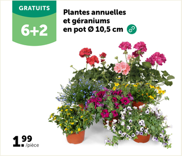Offre: Plantes annuelles et géraniums en pot