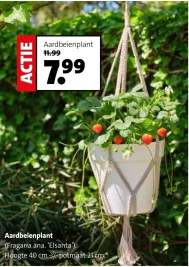Aanbieding: Aardbeienplant
