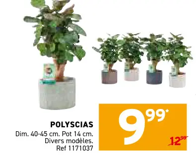 Offre: Polyscias