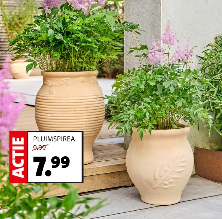 Aanbieding: Pluimspirea