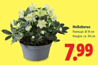 Aanbieding: Helleborus