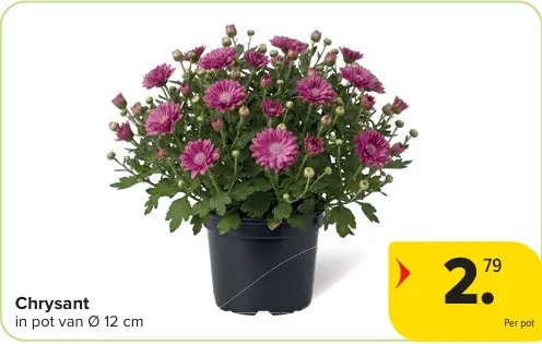 Promotie: Chrysant