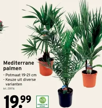 Promotie: Mediterrane palmen