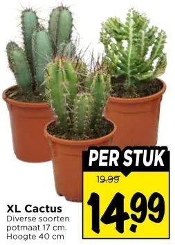 XL Cactus