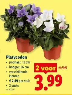 Promotie: Platycodon