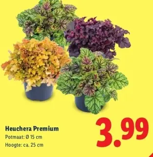 Aanbieding: Heuchera Premium