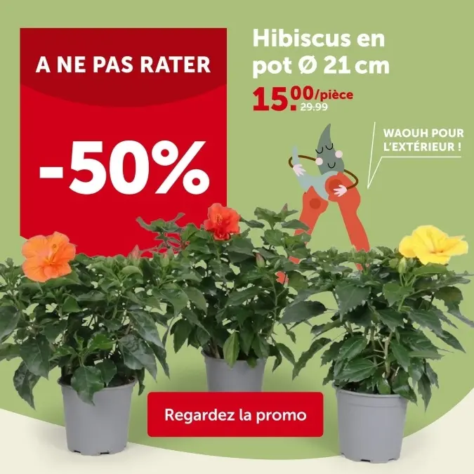 Offre: Hibiscus en pot