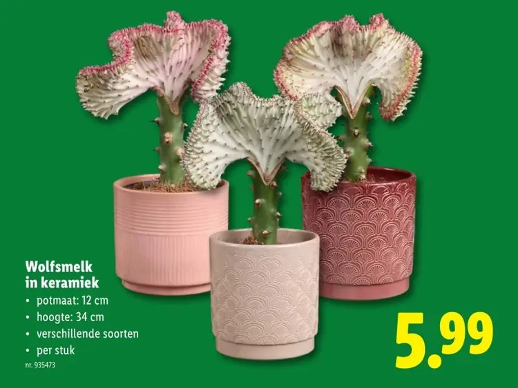 Aanbieding: Wolfsmelk in keramiek