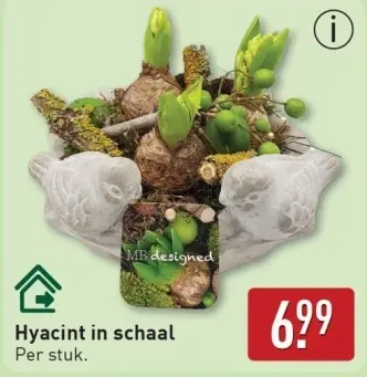 Aanbieding: Hyacint in schaal