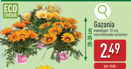 Promotie: Gazania