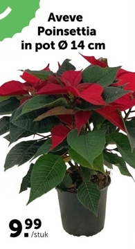 Aanbieding: Poinsettia in pot