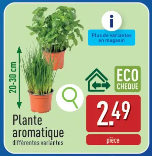 Offre: Plante aromatique