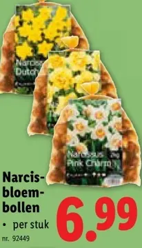 Aanbieding: Narcis-bloembollen