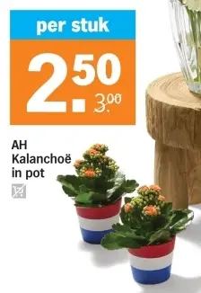 Aanbieding: Kalanchoë in pot