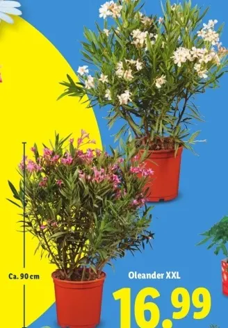 Aanbieding: Oleander XXL