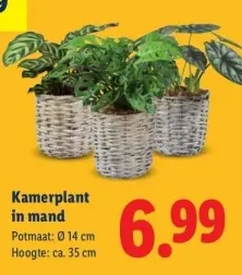 Aanbieding: Kamerplant in mand