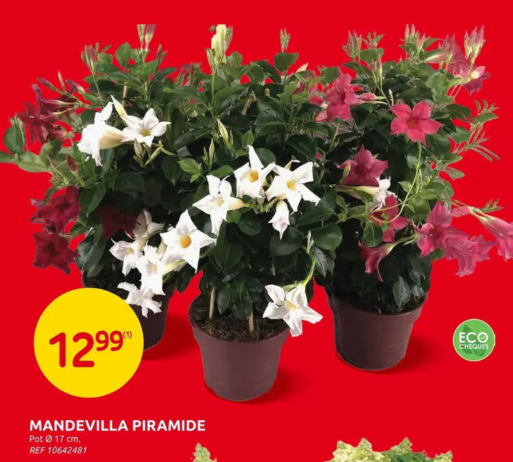 Promotie: Mandevilla piramide
