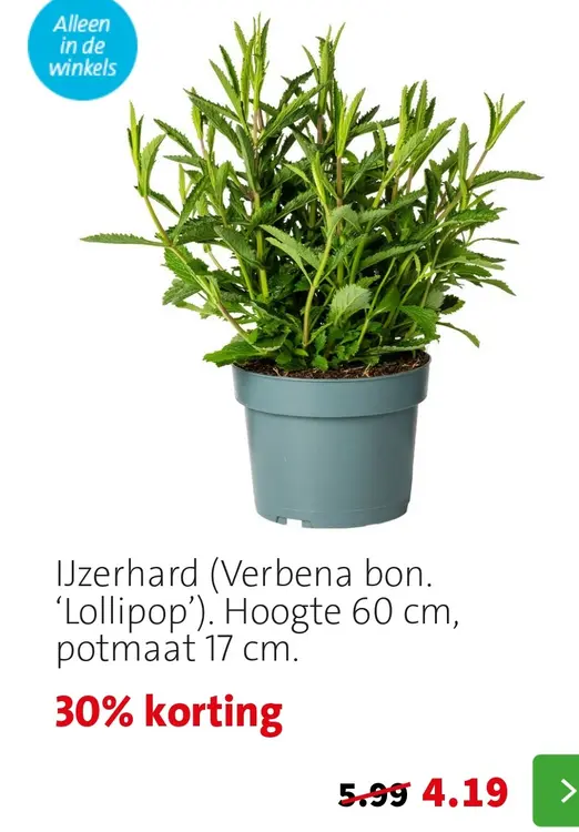 Aanbieding: IJzerhard (Verbena bon. 'Lollipop')