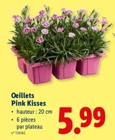 Offre: Oeillets Pink Kisses