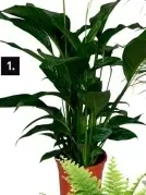 Aanbieding: epelplant Spathiphyllum Bingo