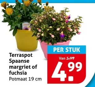 Terraspot Spaanse margriet of fuchsia