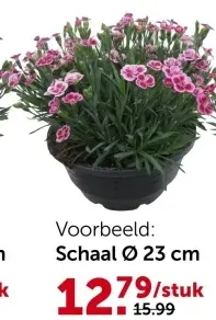 Promotie: Anjer (Dianthus) Pink Kisses in schaal