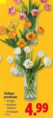 Offre: Tulipes premium