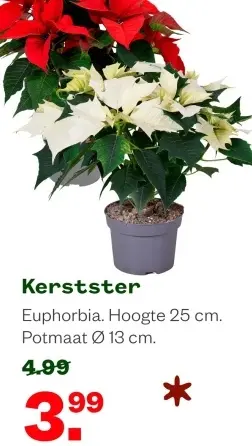 Aanbieding: Kerstster