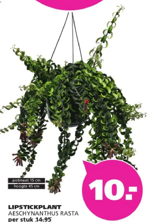 Aanbieding: Lipstickplant