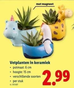 Promotie: Vetplanten in keramiek