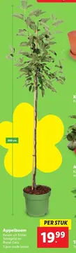 Aanbieding: Appelboom