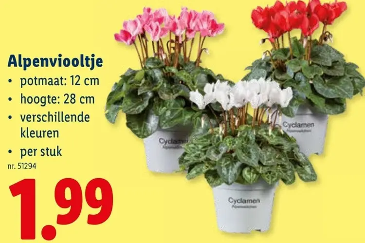 Promotie: Alpenviooltje