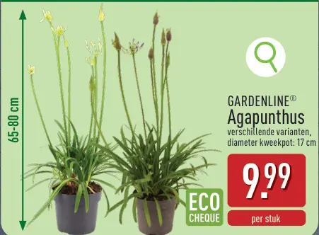Promotie: Agapunthus