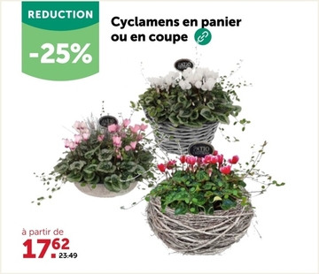 Offre: Cyclamens en panier ou en coupe