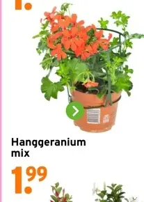 Aanbieding: Hanggeranium mix