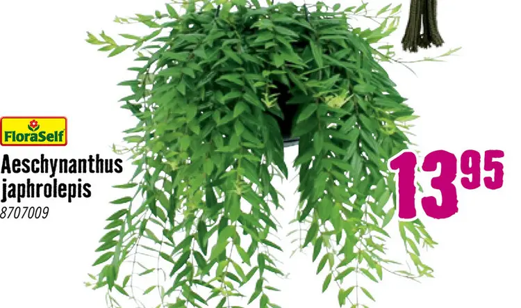 Aanbieding: Schaamrood Aeschynanthus-Cultivars 'Japhro' potmaat Ø 15.0 cm H 25-35 cm