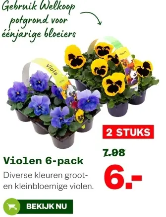 Aanbieding: Violen 6-pack