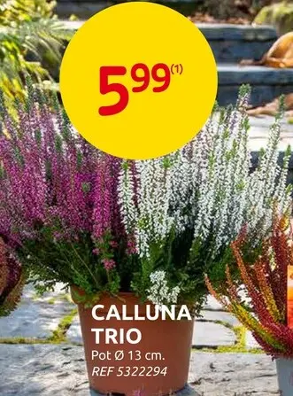 Promotie: Calluna Trio