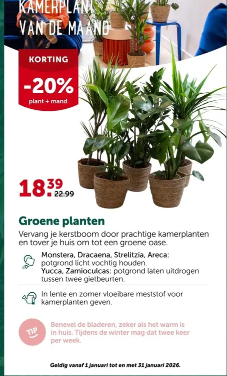 Promotie: Groene planten