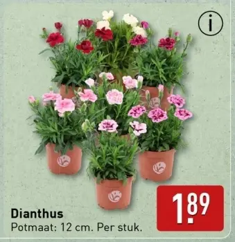 Aanbieding: Dianthus