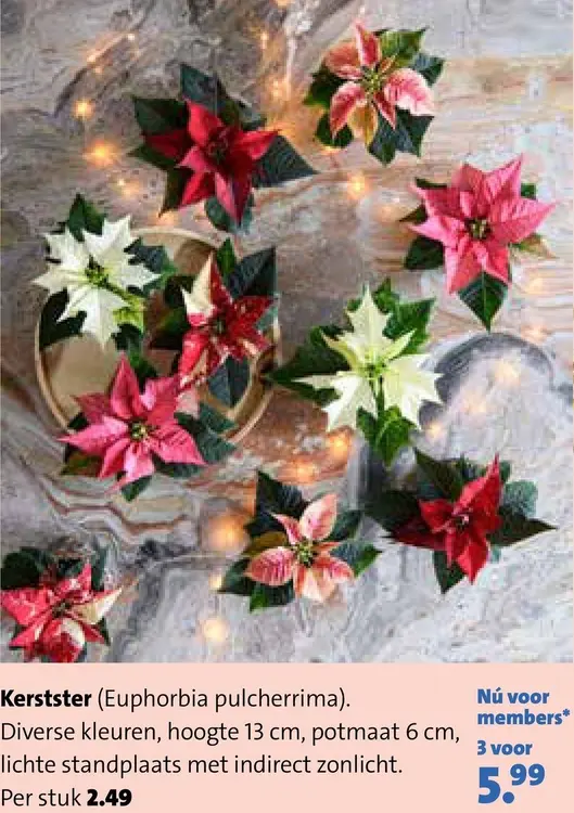Aanbieding: Kerstster