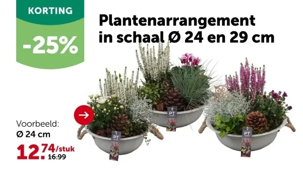 Aanbieding: Plantenarrangement in schaal 24 en 29 cm